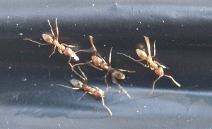För många myror är obehagligt.