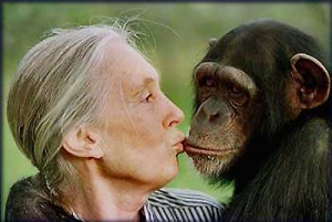 Kärleksbevis emellan primater?