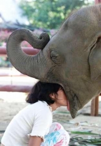 Kyssa en elefant är inte lätt.